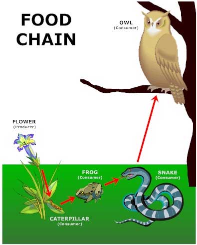 food-chain Conversely, each level ...